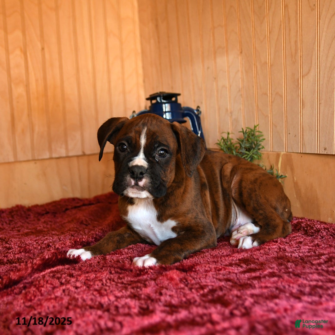 Boxer dogs for sale: Rags - Ad 2