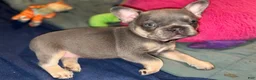 French Bulldog dogs for sale: French Bulldog 3 - Ad 4