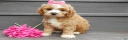Cockapoo dogs for sale: Blossom - Ad 3