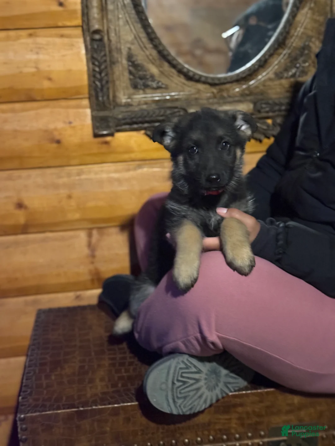 German Shepherd dogs for sale: Red Collar Female 12-30 - Ad 2