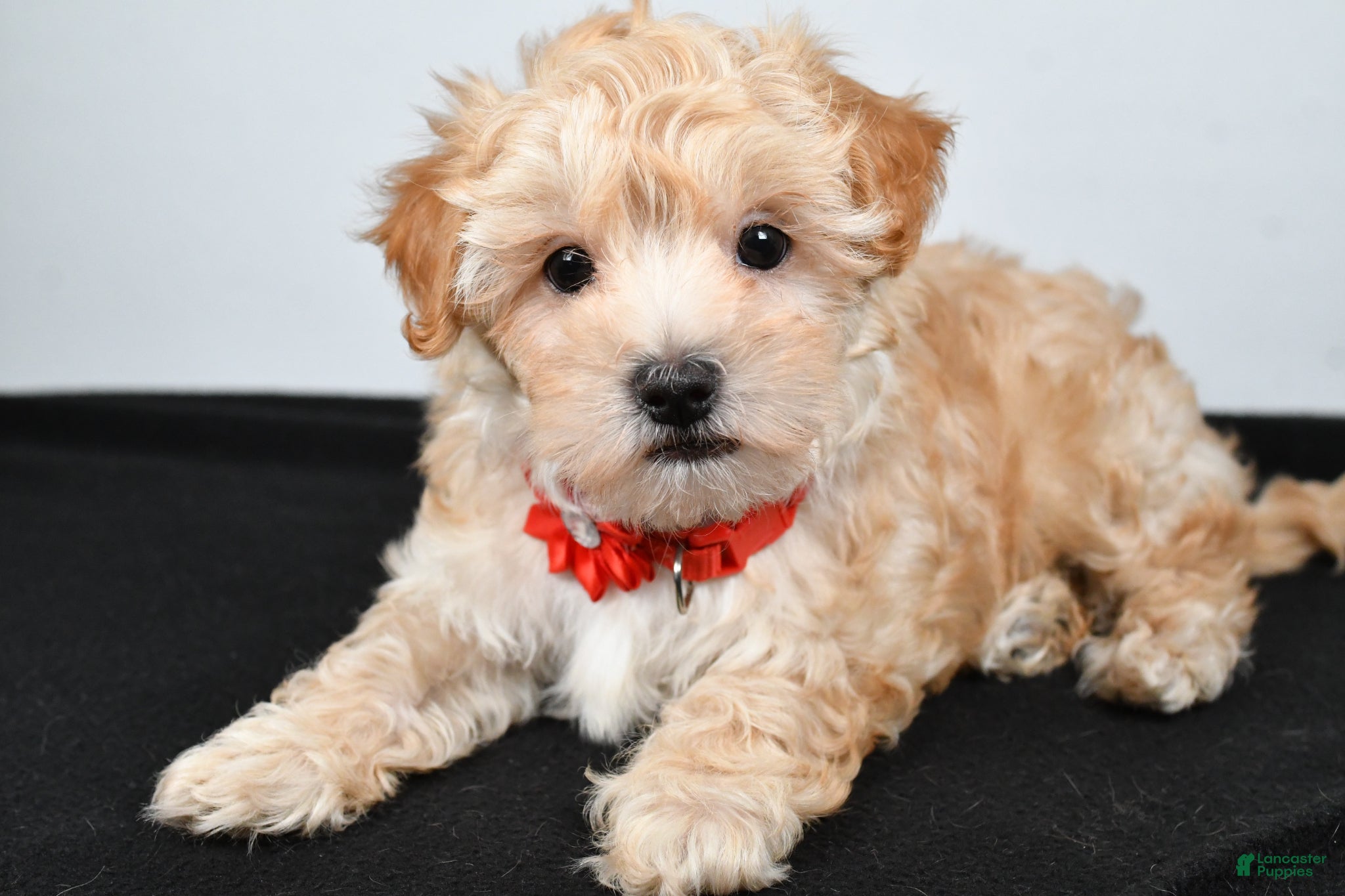 Maltipoo dogs Jolene - Ad 1
