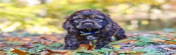 Cocker Spaniel dogs for sale: Jettson - Ad 4