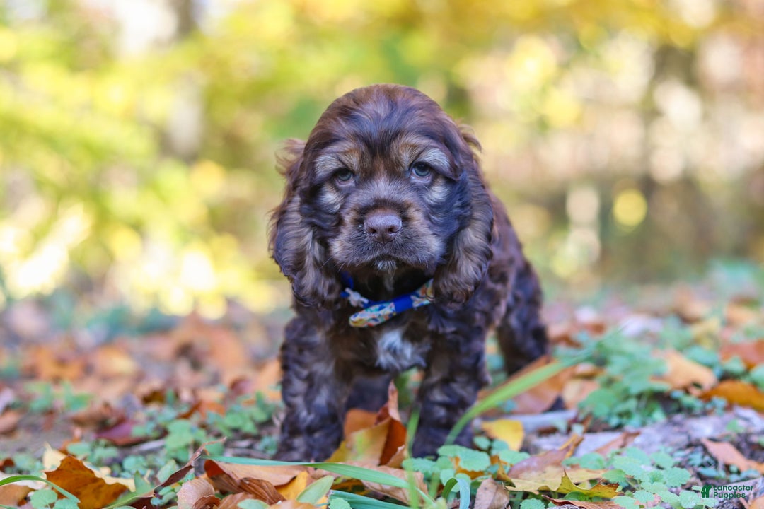 Cocker Spaniel dogs for sale: Jettson - Ad 4