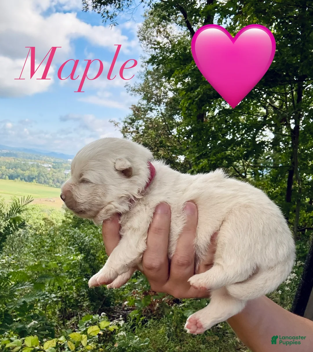 American Eskimo dogs for sale: Maple - Ad 1