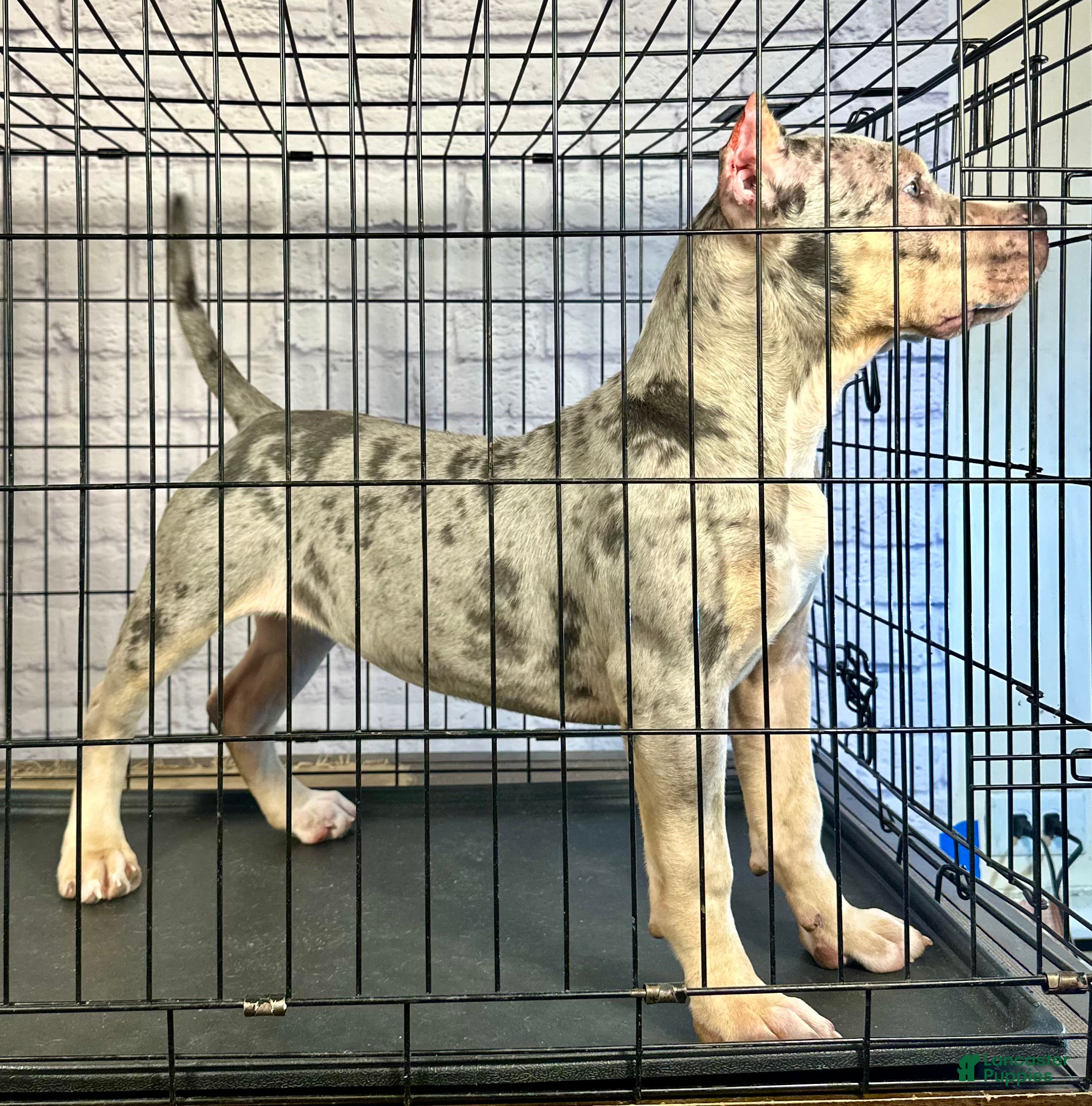 American Bully dogs Blue Moon - Ad 5