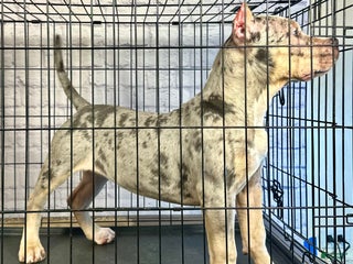 American Bully dogs Blue Moon - Ad 5