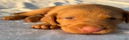 Labrador Retriever dogs for sale: Labrador Retriever 2-Dark Green Collar- Sneezy - Ad 1