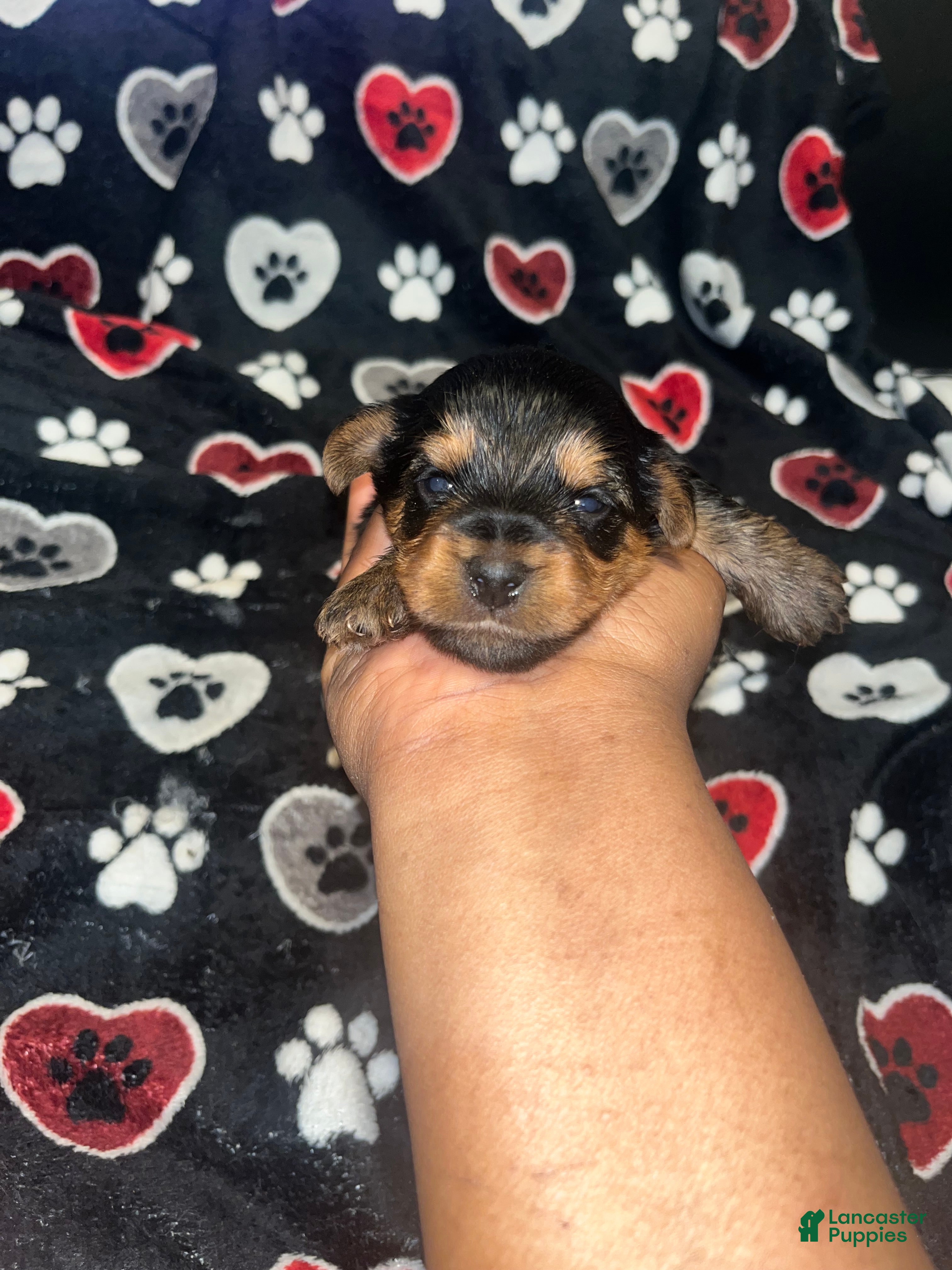 Yorkiepoo dogs Buster  - Ad 8