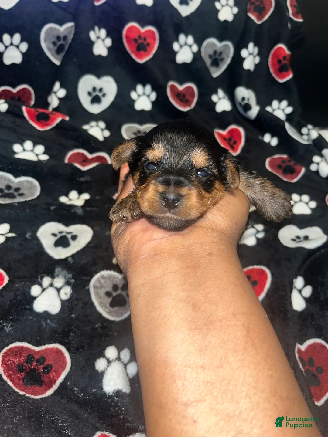 Yorkiepoo dogs for sale: Buster  - Ad 1
