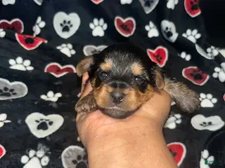 Yorkiepoo dogs Buster - Ad 8