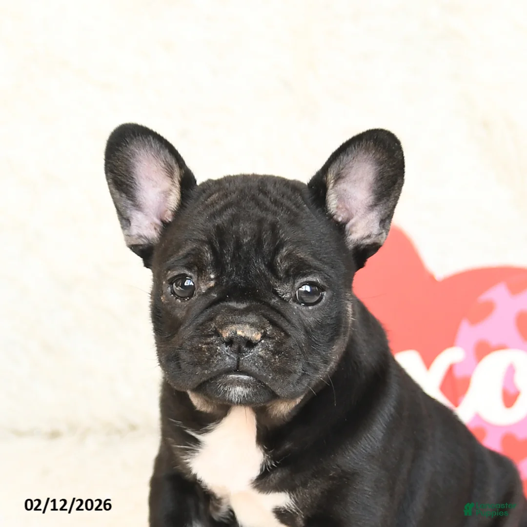 French Bulldog dogs for sale: Hailey - Ad 4
