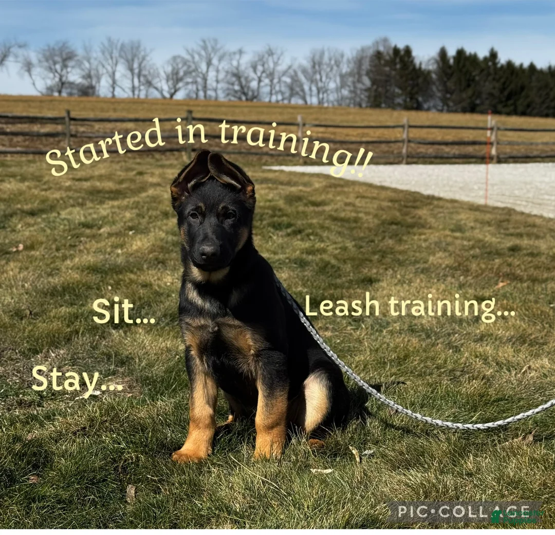 German Shepherd dogs for sale: Diego - Ad 1