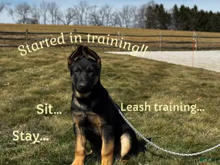 German Shepherd dogs for sale: Diego - Ad 2