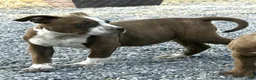 American Bully dogs for sale: "SNOOP DOGG" CHOCOLATE TICKED - Ad 5