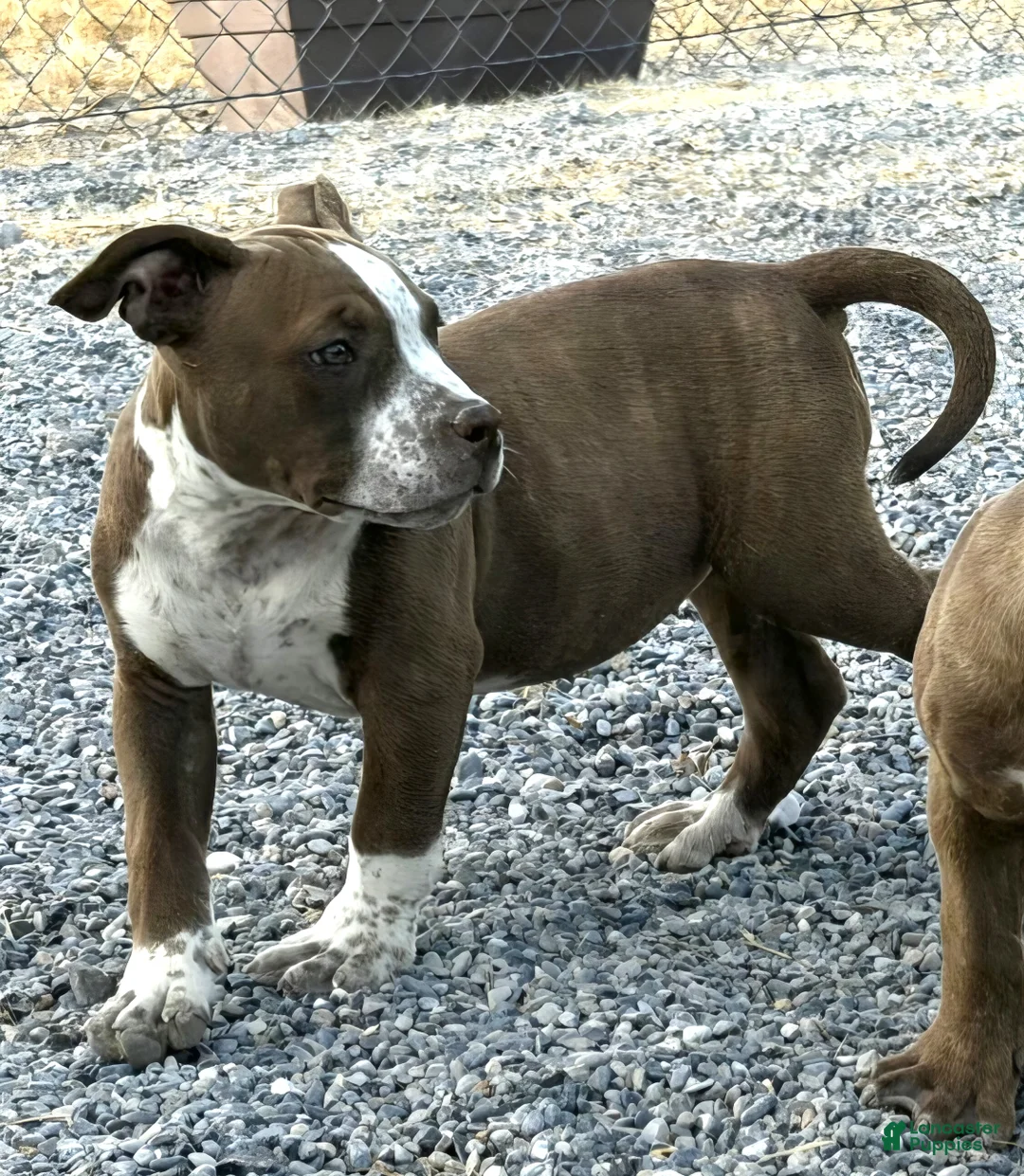 American Bully dogs for sale: "SNOOP DOGG" CHOCOLATE TICKED - Ad 5