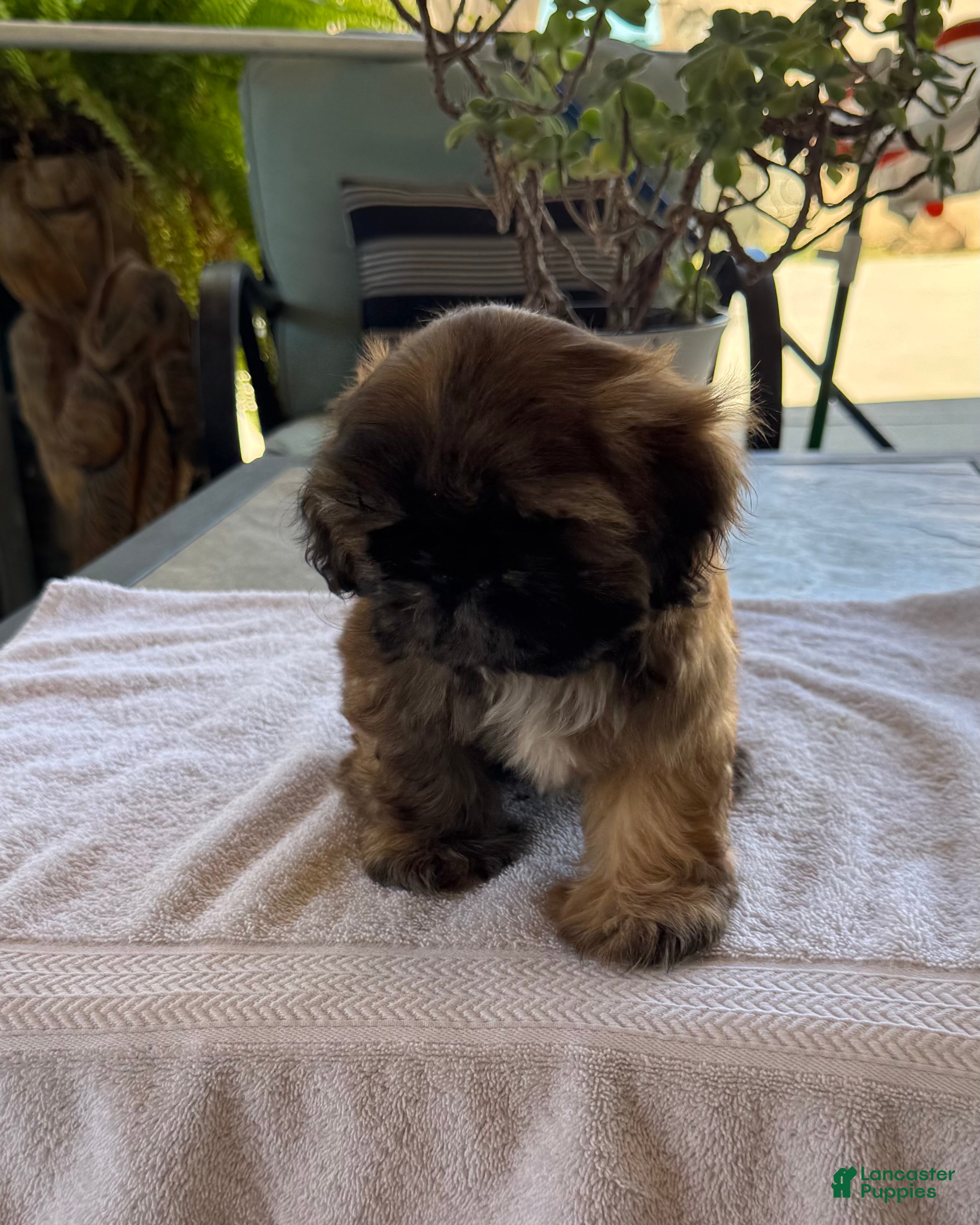 Shih Tzu dogs for sale: Shih Tzu 1 - Ad 1