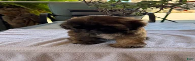 Shih Tzu 1