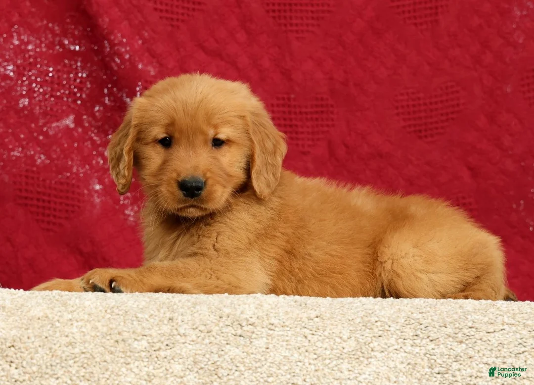 Golden Retriever dogs for sale: Connor - Ad 2