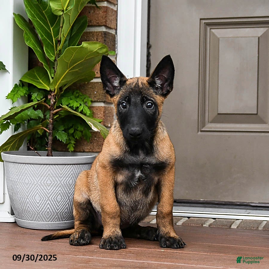 Military Belgian Maltese Dogs Puppies-available-today Belgian