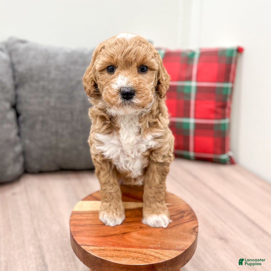 Mini Goldendoodle dogs for sale: Jewel - Ad 3