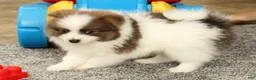 Pomeranian dogs for sale: Max - Ad 9