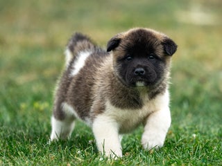 Akita dogs Tessa - Ad 12