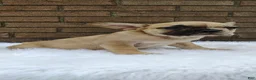French Bulldog dogs for sale: Rex - Ad 3