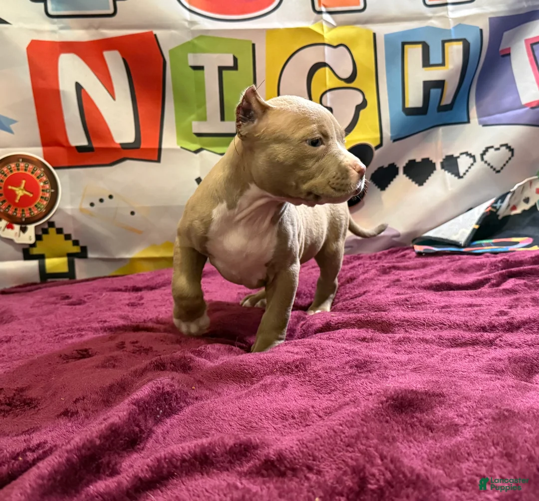 American Bully dogs for sale: Twister  - Ad 14