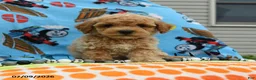Bichpoo dogs for sale: Chubs - Ad 1