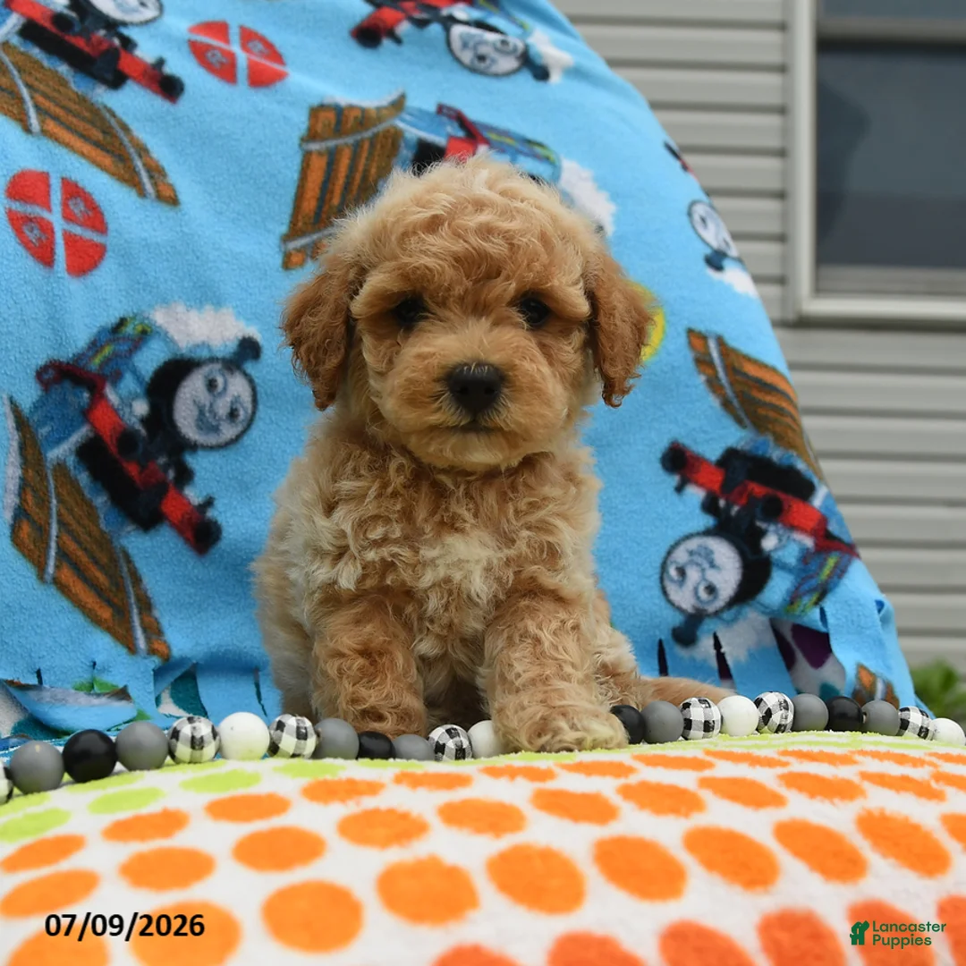 Bichpoo dogs for sale: Chubs - Ad 1