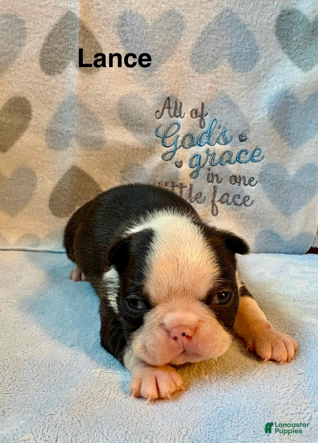 Boston Terrier dogs for sale: Boston Terrier Puppy 2 - Ad 1