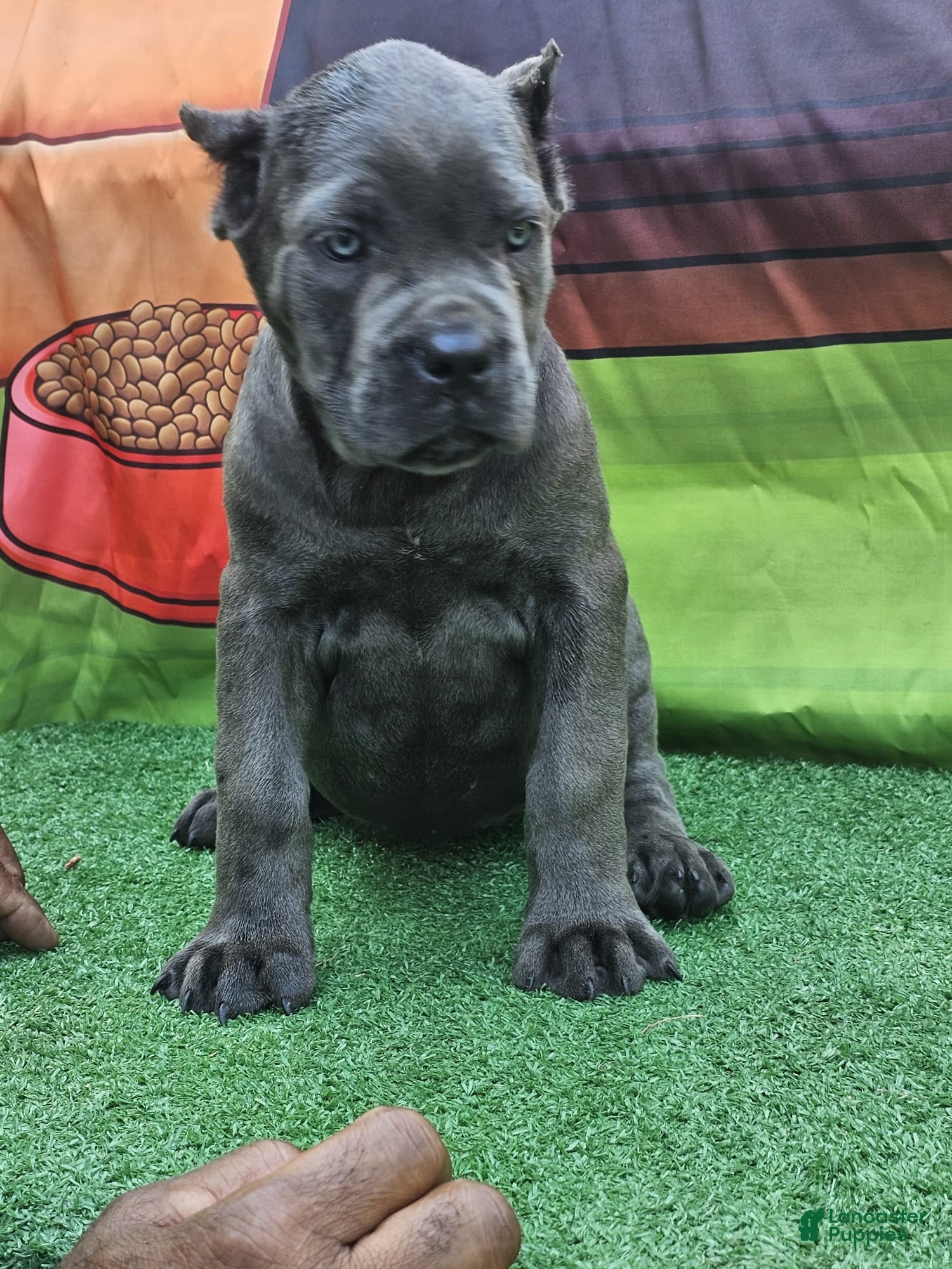 Cane Corso dogs GIZZY - Ad 2