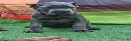 Cane Corso dogs for sale: GIZZY - Ad 2