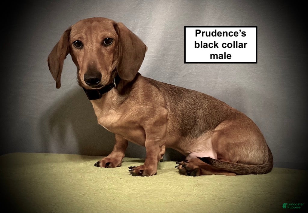 Dachshund dogs AKC Prudence's Black Collar Male - Ad 26