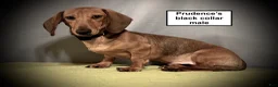 Dachshund dogs for sale: AKC Prudence's Black Collar Male - Ad 1