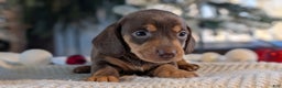 Miniature Dachshund dogs for sale: Iris - Ad 9
