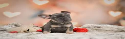 French Bulldog dogs for sale: Aaron - Ad 6
