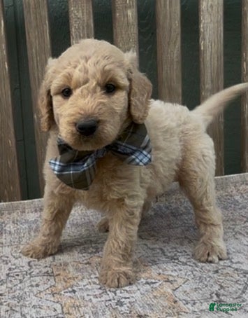 Goldendoodle dogs Ajax - Ad 2