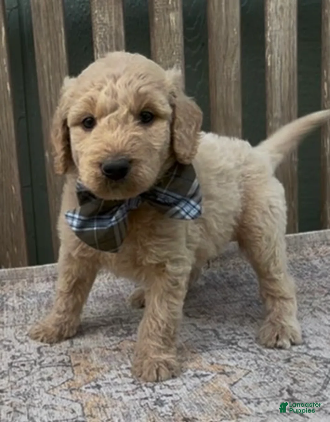 Goldendoodle dogs for sale: Ajax - Ad 2