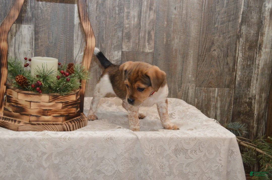 Jug dogs for sale: Adrian - Ad 7