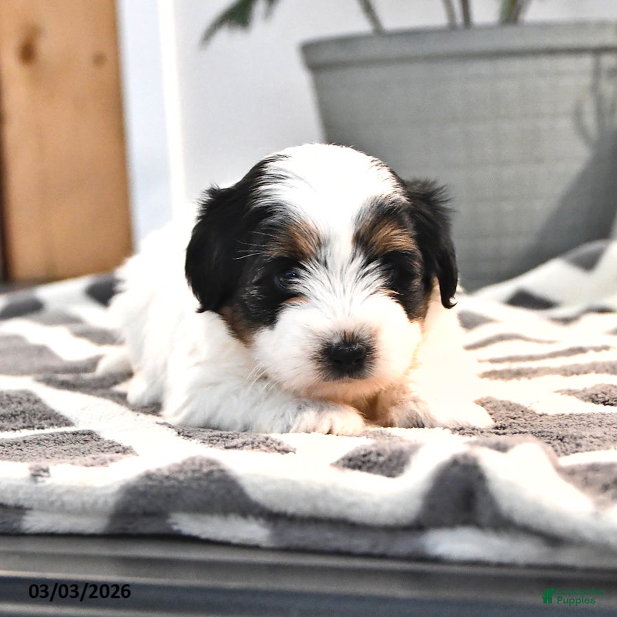 Biewer Terrier dogs Brenda - Ad 1