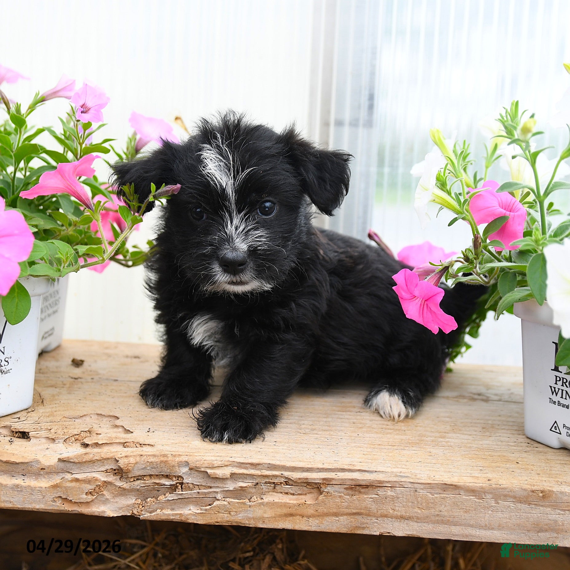 Morkie dogs for sale: Charles - Ad 2