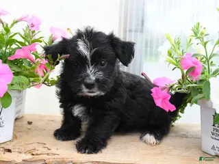 Morkie dogs for sale: Charles - Ad 2