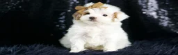 Maltipoo dogs for sale: Teeny Houdini - Ad 4