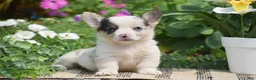 Welsh Corgi Pembroke dogs for sale: Calypso - Ad 3