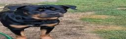Rottweiler dogs for stud: Bones - Ad 1