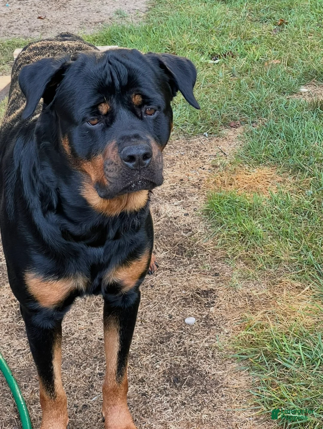 Rottweiler dogs for stud: Bones - Ad 1