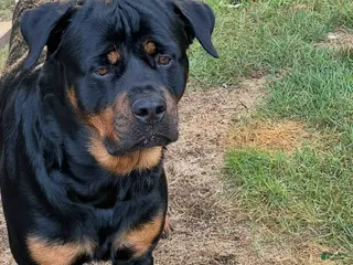 Rottweiler dogs for stud: Bones - Ad 3