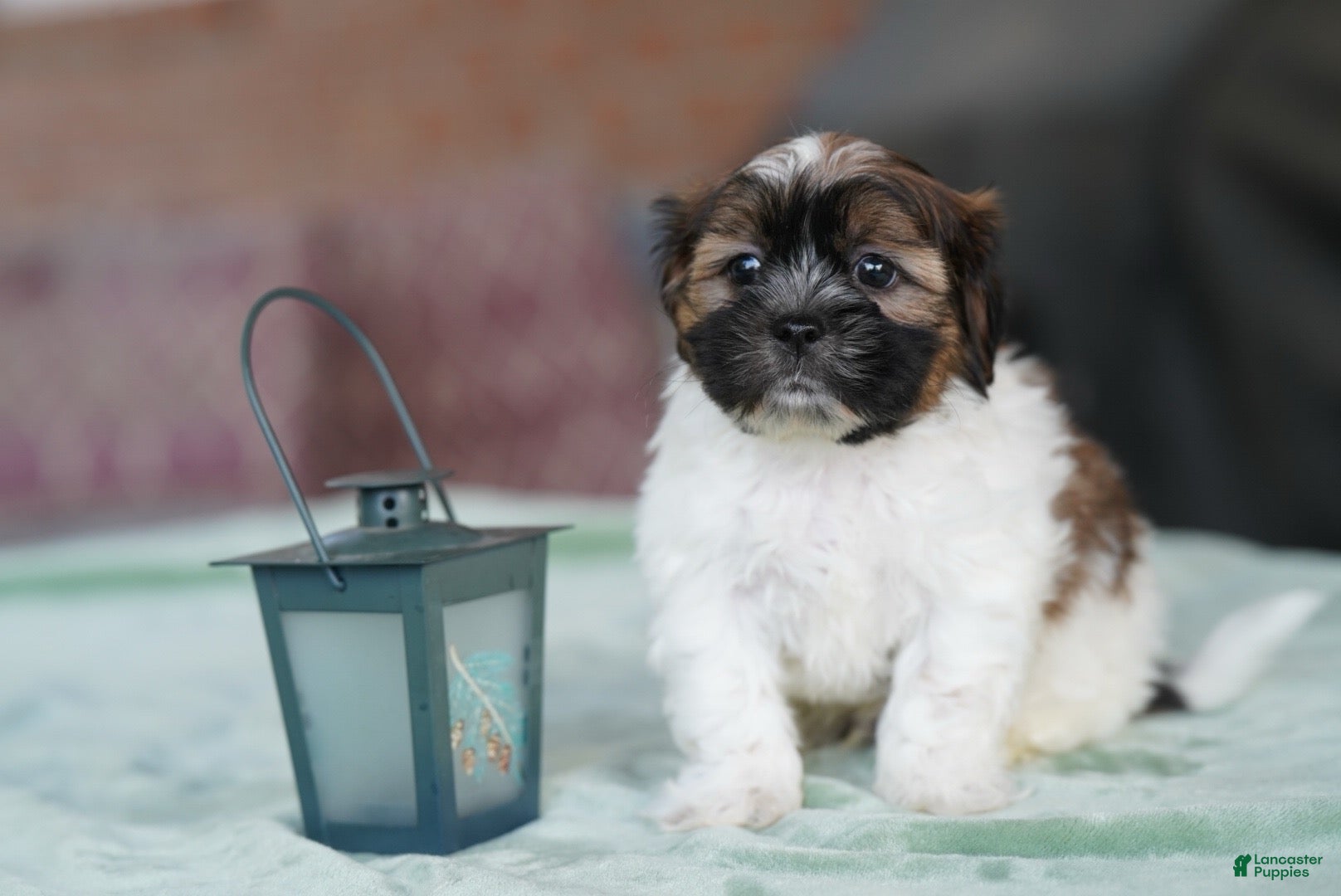 Shih Tzu dogs Male - scout - Ad 1
