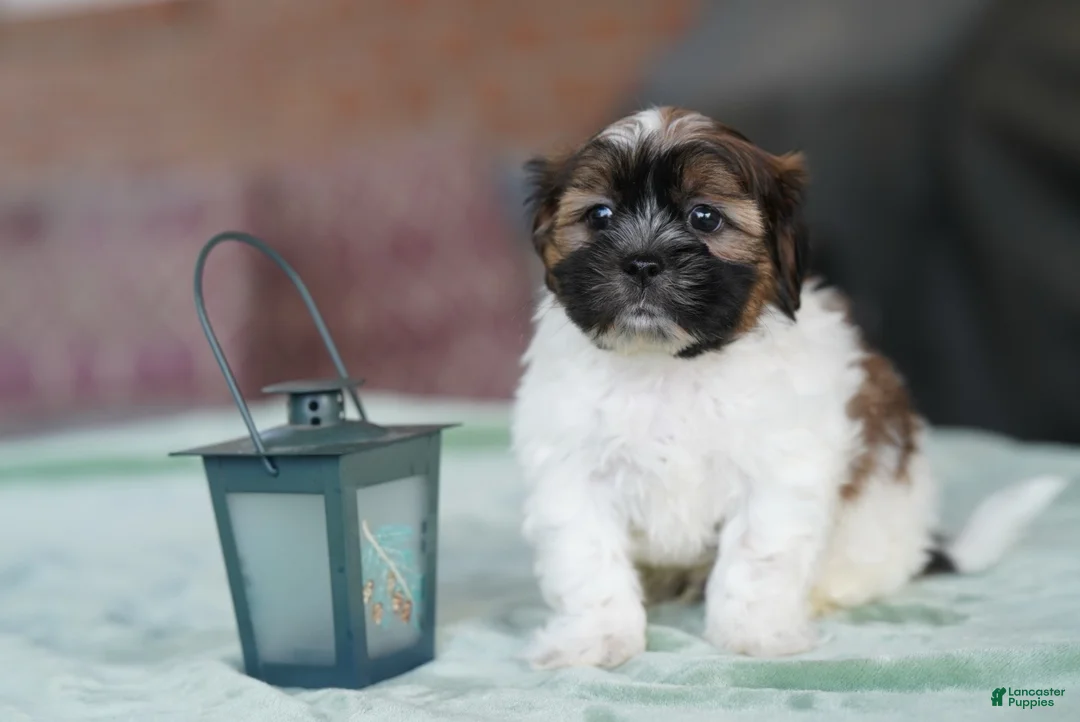 Shih Tzu dogs for sale: Male - scout - Ad 1